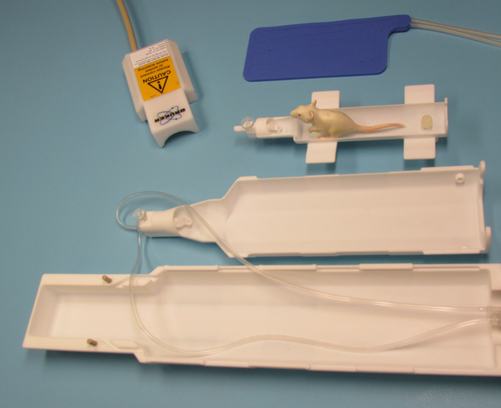 Brain Cradle Setup