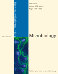 Tuberculosis mycobacterium and microscopic cords formation. Related to their virulence