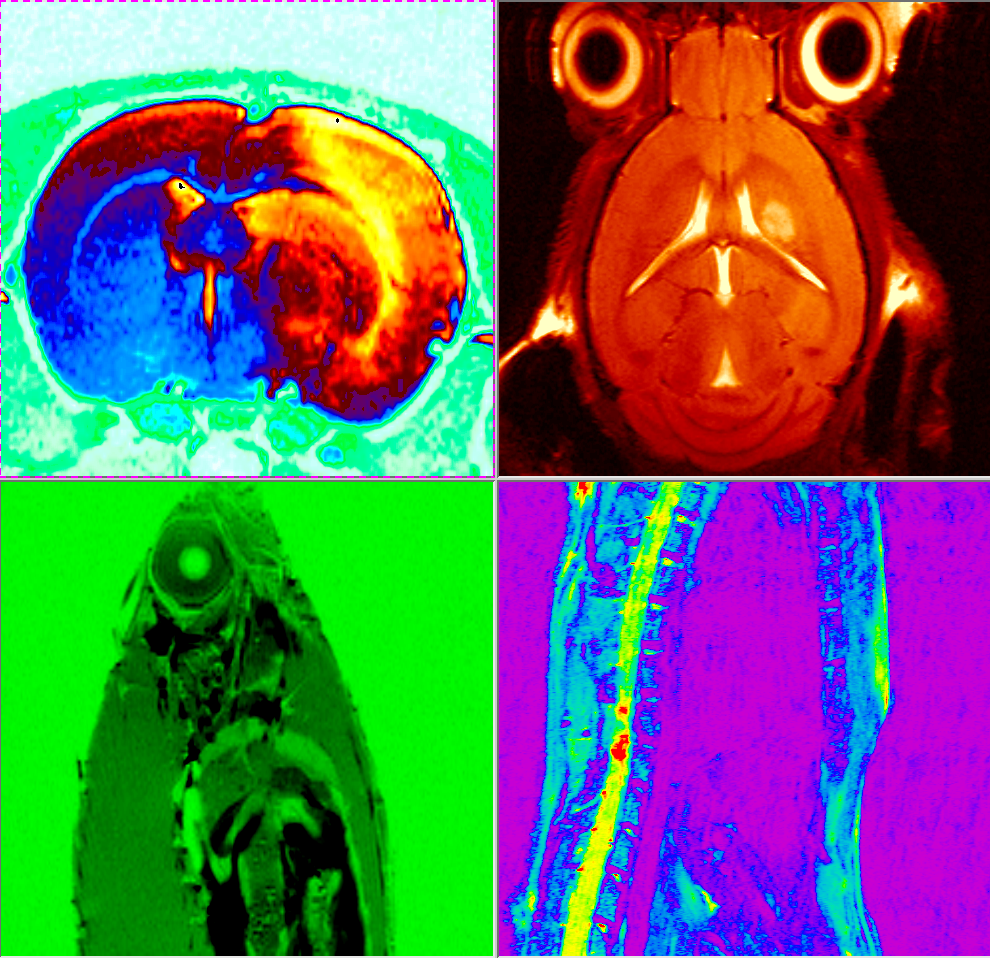 9th Workshop on Magnetic Resonance Spectroscopy and Imaging (MRI/MRS) Applied to Laboratory Animals