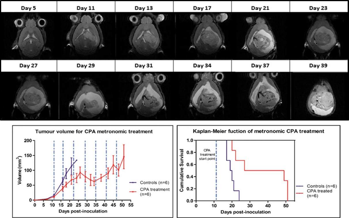 Metronomic treatment in immunocompetent preclinical glioblastoma