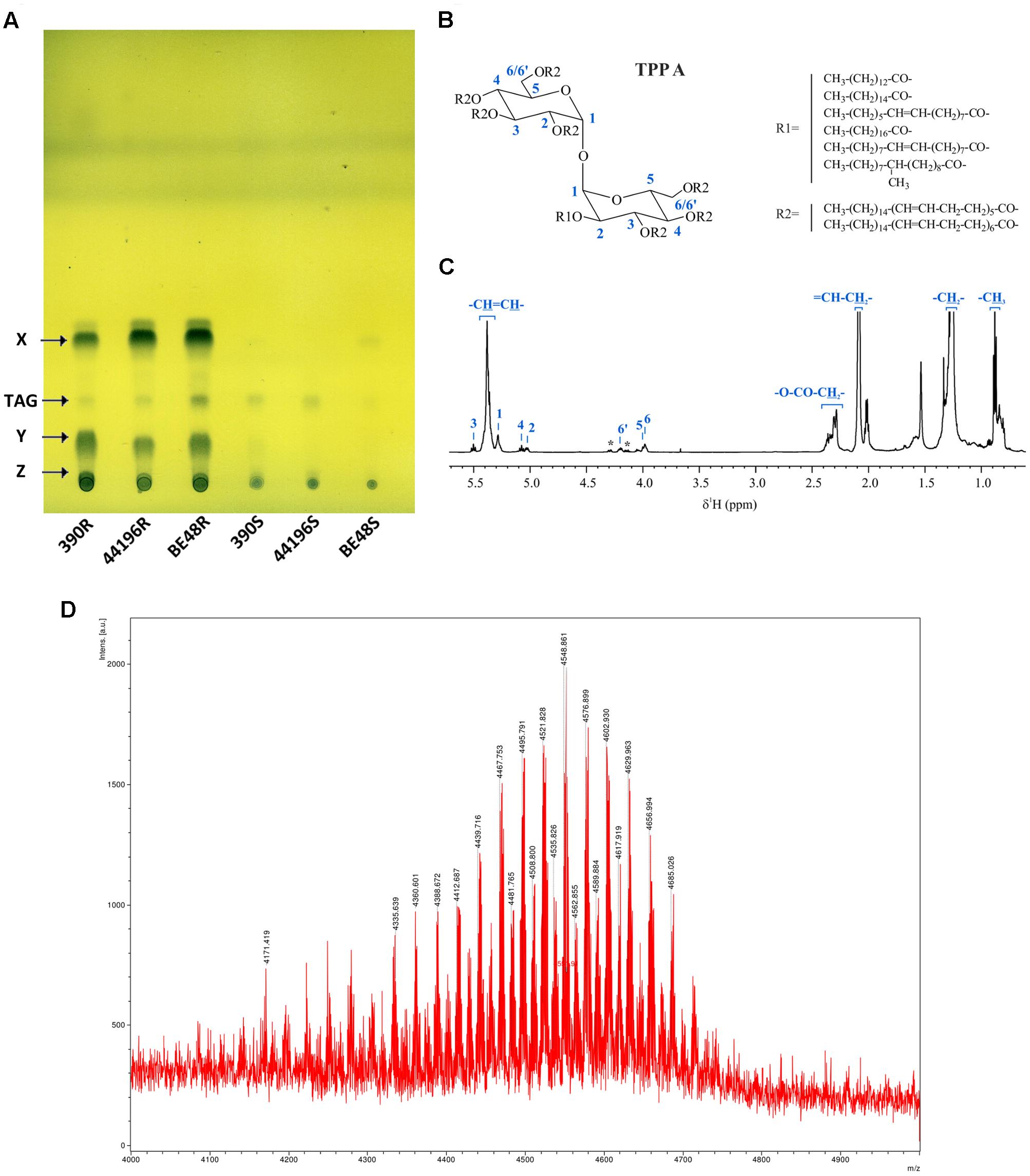 NMR identification of monstrous mycobacterial lipids in cell wall of Mycobacterium abcessus